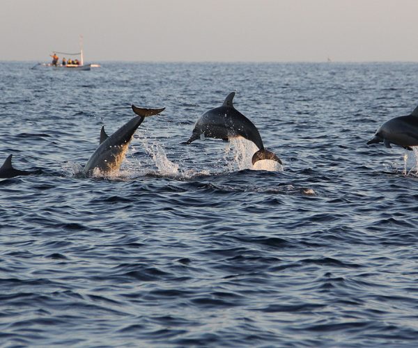 Dolphin watching at Lovina beach in Bali Indonesia