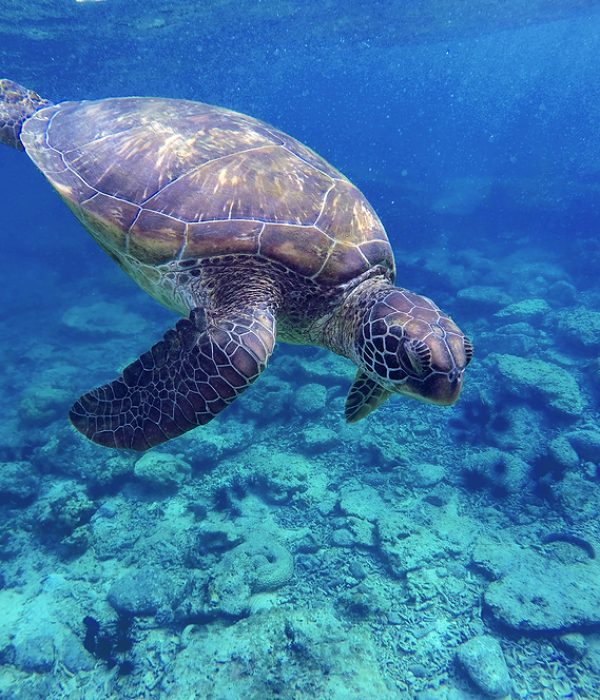 Sea turtle in blue water sea turtle diving picture summer holiday in tropical sea snorkeling with turtle image lovely sea turtle in ocean big green shell turtle rare species of sea ecosystem