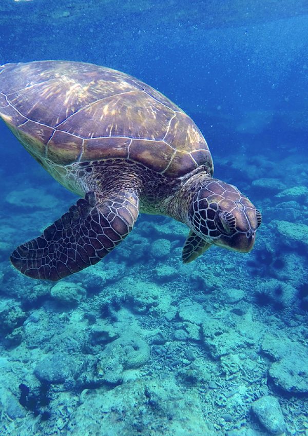 Sea turtle in blue water sea turtle diving picture summer holiday in tropical sea snorkeling with turtle image lovely sea turtle in ocean big green shell turtle rare species of sea ecosystem